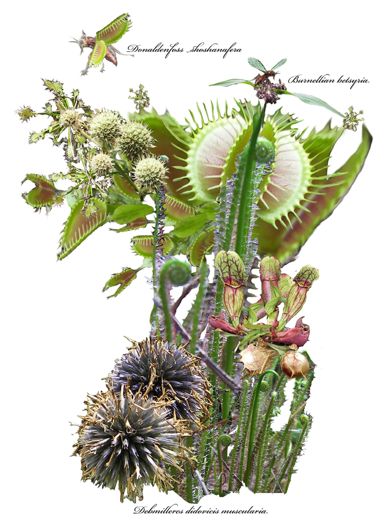 Botanical Print - DoNBrewerMultimedia